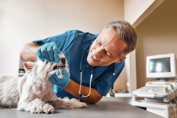 Best Emergency Root Canal Therapy in Elizabeth Lake, CA